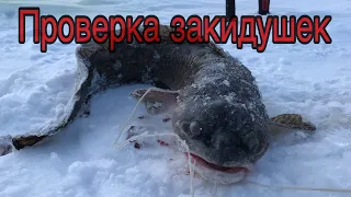 Зимняя рыбалка на налима!!! Варвары порвали закидушки!