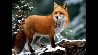 Животный мир, хитрый рыжий лис время охоты. Где живет лиса