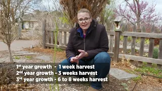 Harvesting the Ideal Asparagus