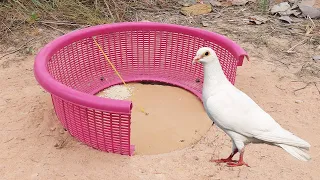 Creative Underground Pigeon Trap Using Flat Paper And Basket | How To Make Bird Trap Easy