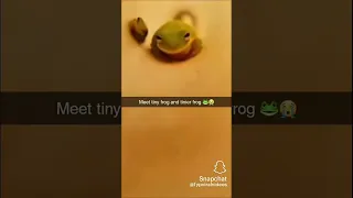 #funny #youtubeshorts #relatable #popular #viral #fyp #shorts #subscribe  #frog #tiny #small