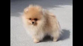 Cute Pomeranian Puppies Compilation 2018 #1