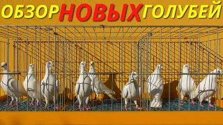 Этих голубей ждал целый ГОД❗Мои новые голуби❗