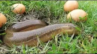 Unbelievable Eel Fishing With Eggs | Naturally Food Fishing.