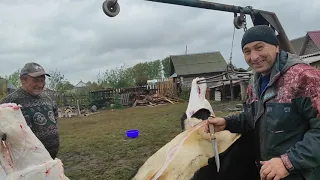 ЗАБОЙ ОГРОМНОГО БЫКА РАЗДЕЛКА БЫКА /Fattening bulls