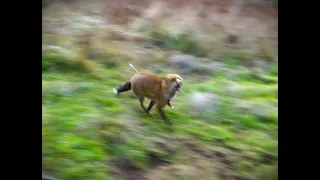 Fox hunting with a bow in Australia