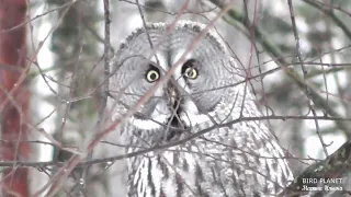 Сова бородатая неясыть и смелые ополовники. Great Gray Owl and Long-tailed Tits.