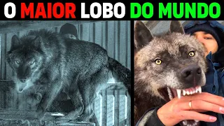 Lobo Cinzento - AKELA A MAIOR LOBO GIGANTE DO MUNDO?!