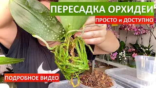 простая ПЕРЕСАДКА ОРХИДЕИ фаленопсис