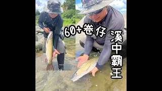 運氣太好 釣到溪中 霸王60+卷仔 跟著魚往下衝才能制伏它 像草魚大的卷仔~