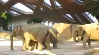 Elephant stumbled and fell. The reaction of the parents won all!