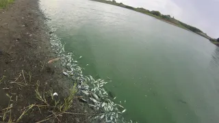 Липецкая обл. Усманский район село Пашково, мор рыбы