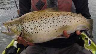 RIDICULOUSLY FAT TROUT! Big Hungry Browns Smashing Plugs!