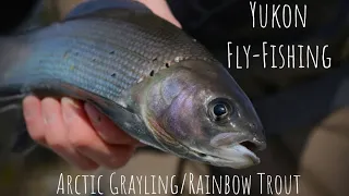 Yukon Fly Fishing For Arctic Grayling & Rainbow Trout