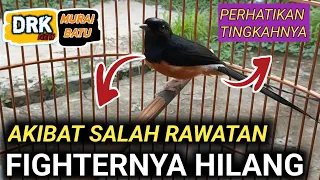 DARI TINGKAH LAKUNYA SAJA MURAI BATU INI JELAS HILANG FIGHTERNYA | CARA MERAWAT MURAI BATU