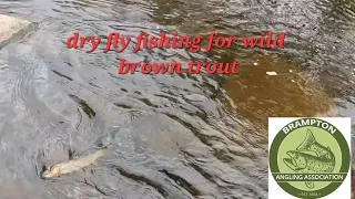 DRY FLY FISHING FOR WILD BROWN TROUT #flyfishing