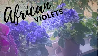 How to Take Care African Violets & Fertilize