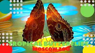 Тропические бабочки Московский зоопарк Tropical butterflies Moscow Zoo 蝴蝶 蝶 तितलियों ziminvideo