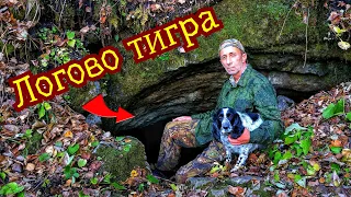 В ЛОГОВО АМУРСКОГО ТИГРА ЗА ДИКОРОСАМИ в Дебри Приморской Уссурийской тайги.