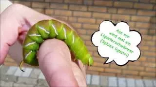 Die Raupe vom Ligusterschwärmer (Sphinx ligustri)