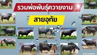 รวมพ่อพันธุ์ควายไทยที่มีเชื้อสายอุทัย