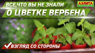 ВСЁ, ЧТО ВЫ НЕ ЗНАЛИ о ЦВЕТКЕ ВЕРБЕНА