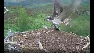 Jumping jellyfish! It's alive! Rannoch the Loch Arkaig Osprey's sneezing panda moment 28 Aug 2019