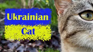 Ukrainian Cat