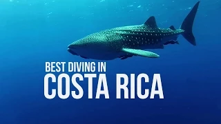 Perfect dive: sharks, mantas and whale shark in Costa Rica - Diving in Costa Rica