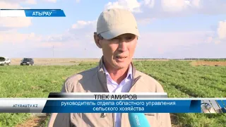 Продолжается уборка урожая