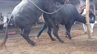 Full hot buffalo and cow meeting donkey meeting monkey and elephant meeting