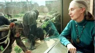 All About Jane Goodall