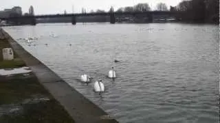 Wasservögel am Mainufer in Offenbach (Schwäne und Enten)