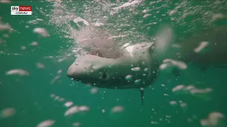 Concern over increased shark sightings in Sydney’s waterways