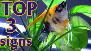 TOP 3 signs your fish is going to die