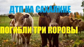 В ДТП на Сахалине  погибли три коровы