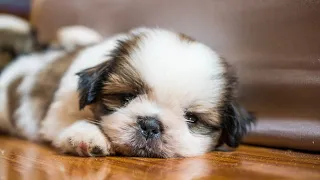 Potty training a Shih Tzu can be a challenging