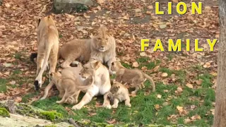 3 new lion cubs together with their family - Zoo Antwerpen (B) - zoovenirs (28)