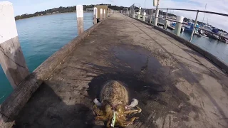 HUGE Cuttlefish Caught on a DTD Squid Jig