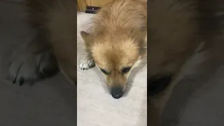 Too tired #tiktok #trending #dog #shorts #love #cute #pomeranian #funny #puppy #short #fyp