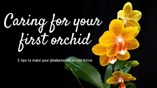 How to care for your first orchid | 5 tips to help you grow your new moth/ phalaenopsis orchid
