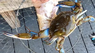 Catching Blue Crabs!!! Crabbing In Florida!!! How To Catch Blue Crabs!!!
