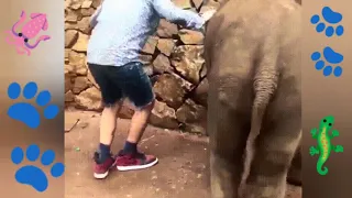 Прикол. Поджопник слона 2020 Funny. Elephant firecracker