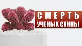 Смерть ученых Сунны - предвестник потрясений и бед в умме | Шейх Абу Яхья