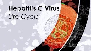 Hepatitis C Virus Life Cycle