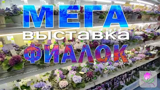 "Регионы России" Обзор выставки "Здравствуй, лето!" 24 мая-3 июня 2024 в Доме Фиалки, г. Москва