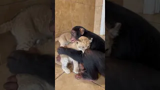 Baby Chimpanzee meets Lion Cubs! #shorts