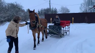 Заездка лошади в сани. Купила сани. Учусь запрягать