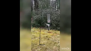 Squirrel Got Stuck in a bird feeder and Started Spinning Violently  #shorts