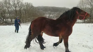 Дві красуні💥 Першеронки 💪і красень Жеребець 🔥 Буцик💪💪💪На Паровку 🐴Коні ваговози 💪Тернопільщини 🇺🇦🇺🇦